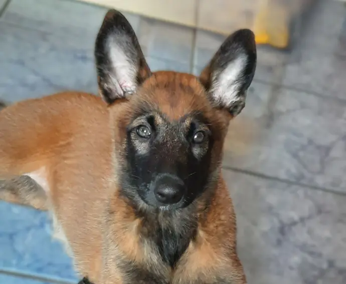 Accueil chiot